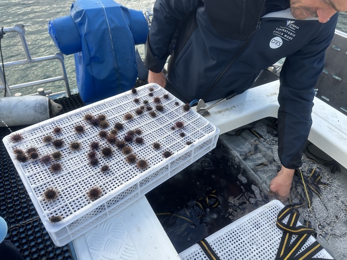 À Luri, Stella Mare relâche 70 000 oursins juvéniles