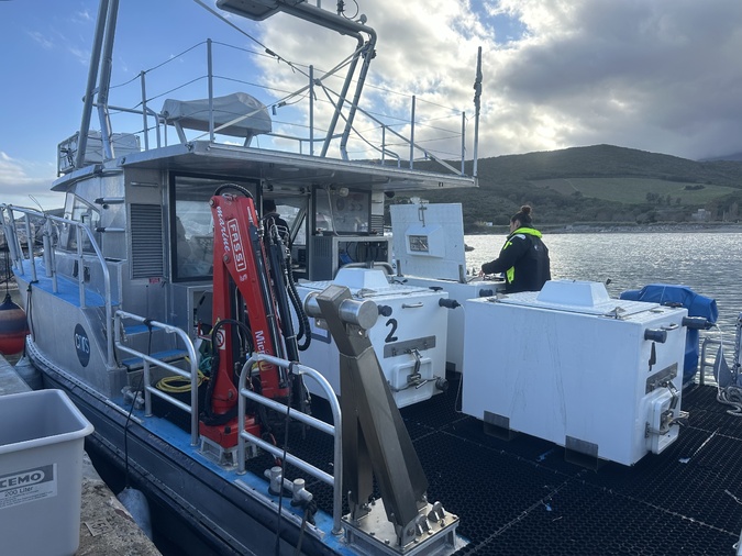 À Luri, Stella Mare relâche 70 000 oursins juvéniles