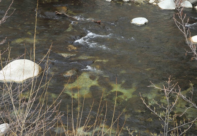 Corte : Faut-il s’inquiéter de la prolifération d’algues brunes dans nos cours d’eau ? Corte : Faut-il s’inquiéter de la prolifération d’algues brunes dans nos cours d’eau ?