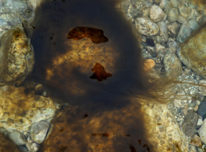 Corte : Faut-il s’inquiéter de la prolifération d’algues brunes dans nos cours d’eau ? Corte : Faut-il s’inquiéter de la prolifération d’algues brunes dans nos cours d’eau ?