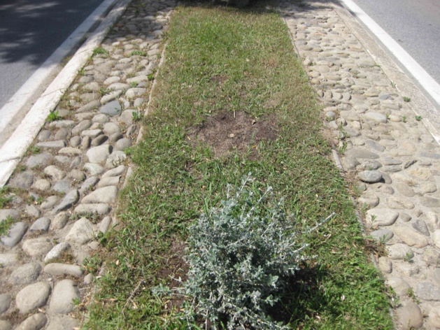 De nombreuses plantes sont ainsi dérobées. De nombreuses plantes sont ainsi dérobées.