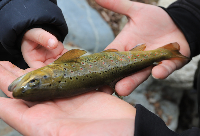 Pêche à la truite : Une ouverture au succès mitigé pour les pêcheurs insulaires