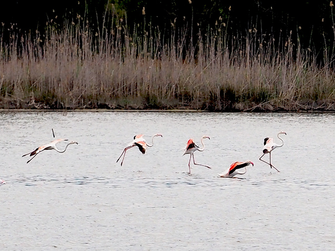 A màghjina - u ballu di i flamanti rosa nantu à u stagnu di Palu