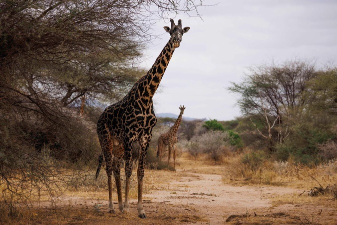 Corte : Bianchi Safaris, pour des souvenirs mémorables !