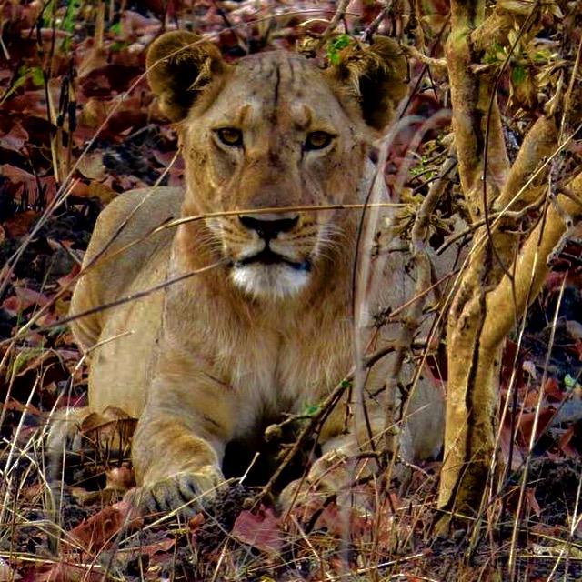 Corte : Bianchi Safaris, pour des souvenirs mémorables !