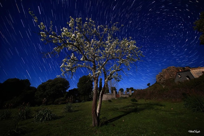 A màghjina - Arburu in fiore sott’à e stelle chì giranu