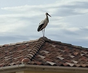 À Calvi, une cigogne blanche fait une halte remarquée sur un toit