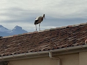 À Calvi, une cigogne blanche fait une halte remarquée sur un toit