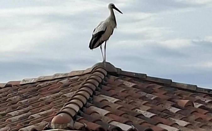 À Calvi, une cigogne blanche fait une halte remarquée sur un toit