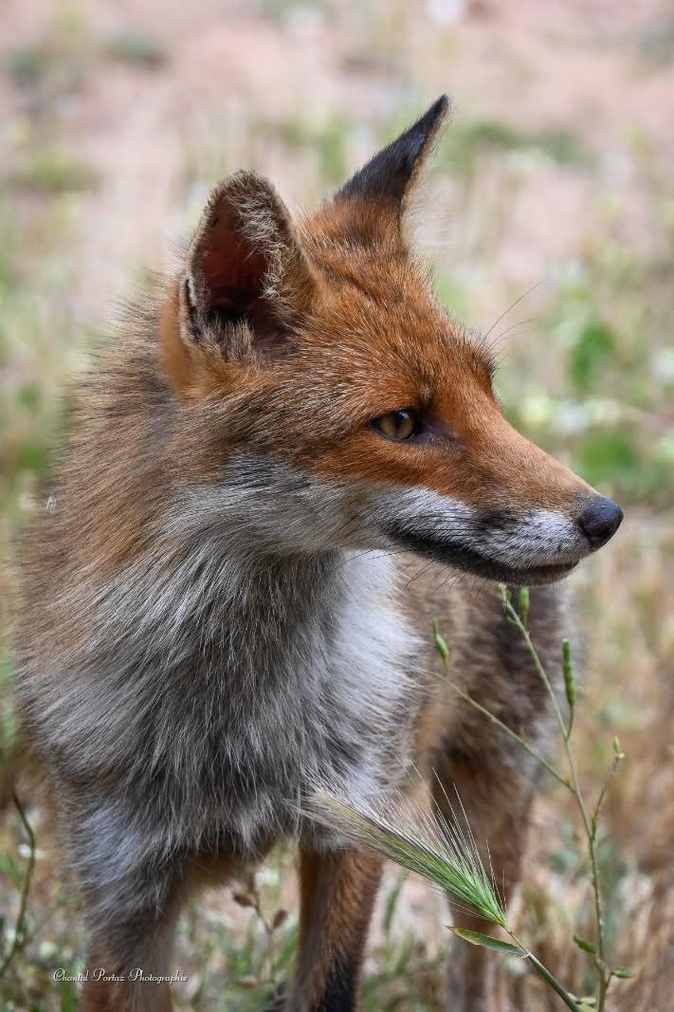 Le renard et les chats : une parenthèse de douceur à Porto-Vecchio