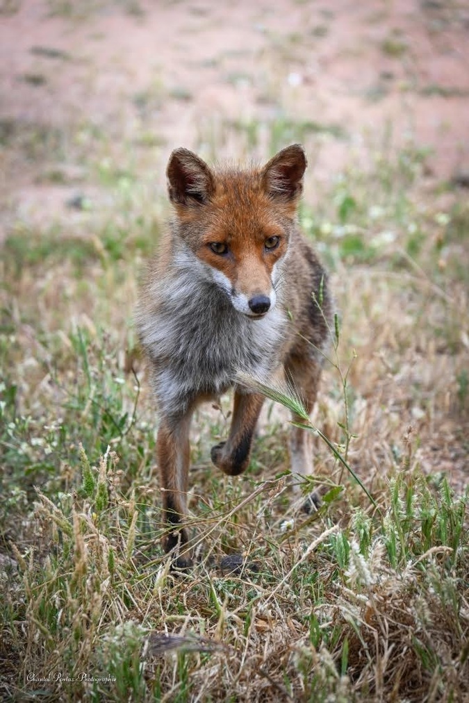 Le renard et les chats : une parenthèse de douceur à Porto-Vecchio