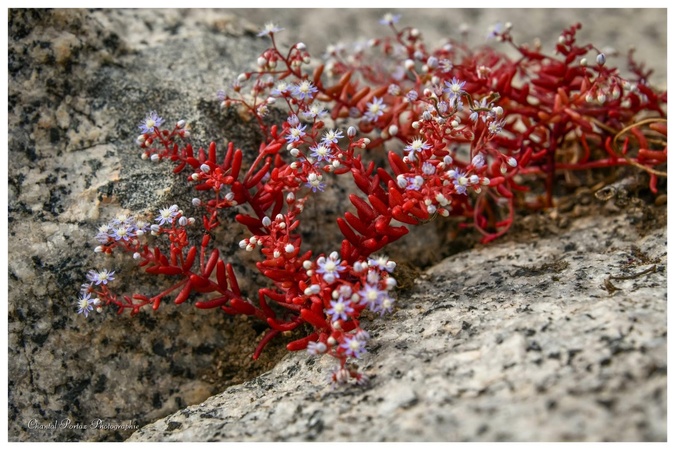 L''arba di l'Ascinzioni, photographiée  dans les environs de Portivechju (Chantal Portaz-Biancarelli-(@ Chantal Portaz Photographie)