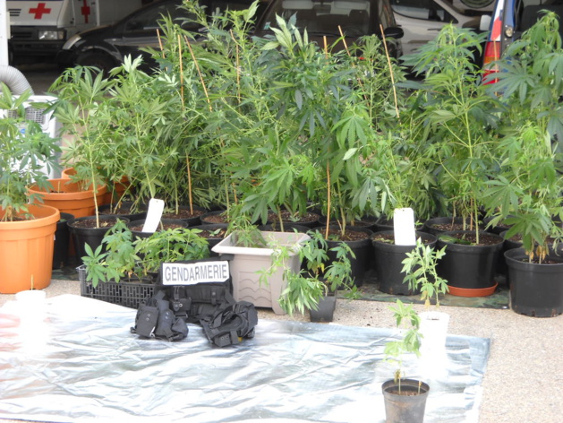 Trafic de stupéfiants entre Corte et Miomo : 10 personnes mises en examen, 5 écrouées Trafic de stupéfiants entre Corte et Miomo : 10 personnes mises en examen, 5 écrouées