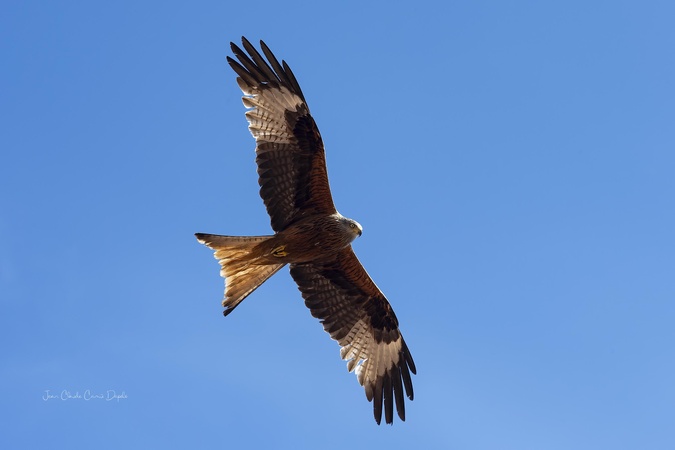 A màghjina - Filanciu di Corsica : un soffiu di libertà
