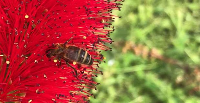 En Corse, les abeilles bousculées par des saisons qui ne ressemblent plus à celles d’avant En Corse, les abeilles bousculées par des saisons qui ne ressemblent plus à celles d’avant