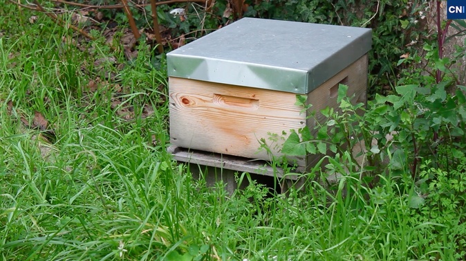 En Corse, les abeilles bousculées par des saisons qui ne ressemblent plus à celles d’avant En Corse, les abeilles bousculées par des saisons qui ne ressemblent plus à celles d’avant
