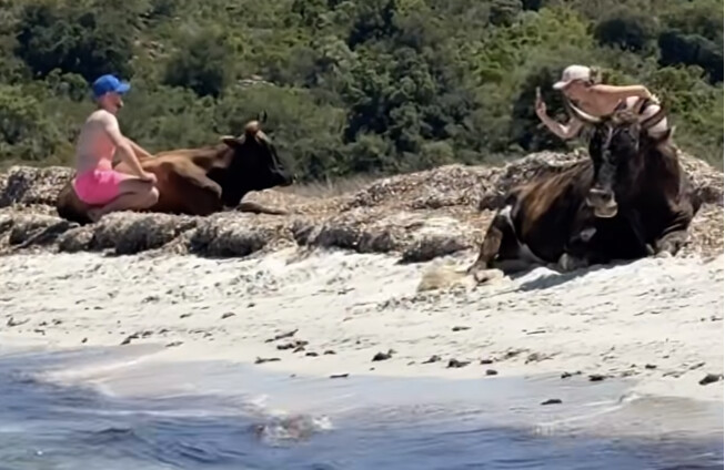 Plage du Lotu - Touristes et vaches partagent le sable et les selfies
