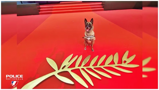 Une retraite bien méritée : après huit ans de bons et loyaux services, la malinois Naty a tiré sa révérence sur le célèbre tapis rouge cannois. (©  Facebook Police Nationale)