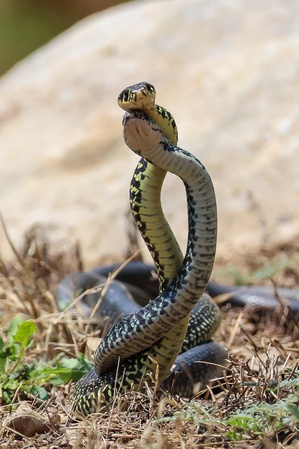(Photo et vidéo Hervé Tusoli) (Photo et vidéo Hervé Tusoli)
