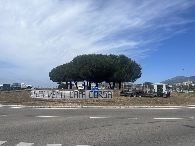 « Nous avons touché le fond » : les apiculteurs corses alertent sur une crise historique et réclament un plan de sauvetage