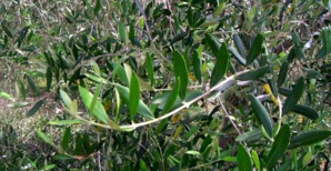 Variété Ghjermana de Casinca.