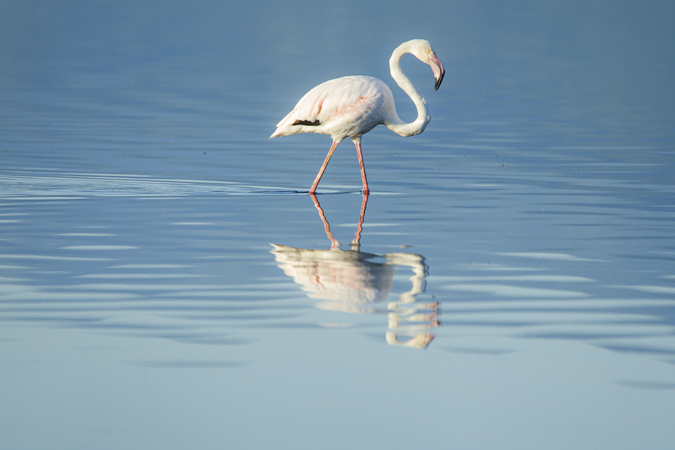 (Photo : Hyacinthe Sambroni)