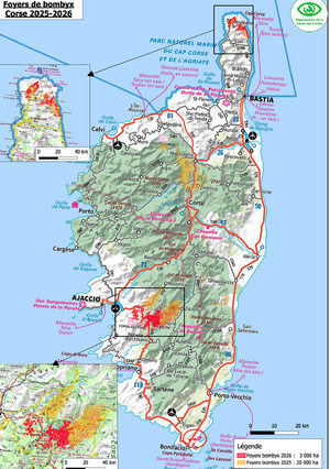 Bombyx disparate : la défoliation recule fortement en Corse, mais la vigilance reste de mise Bombyx disparate : la défoliation recule fortement en Corse, mais la vigilance reste de mise