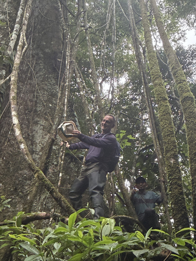 Christophe et l'arbre sacré : Le Ceiba. Christophe et l'arbre sacré : Le Ceiba.