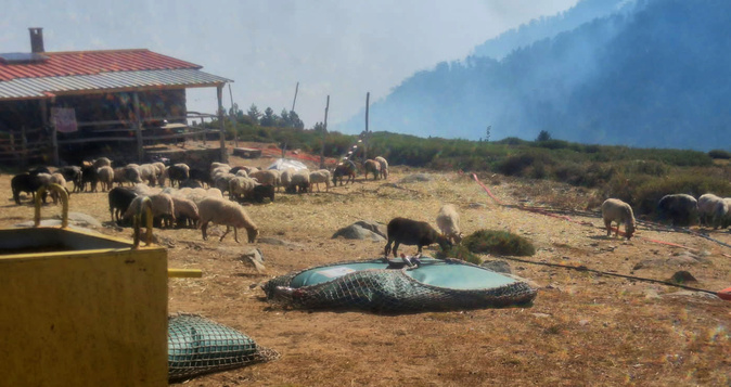 Au plateau d'Alzu, les brebis sont confinées autour des bergeries. (Photos Jean-Marie Gambini)