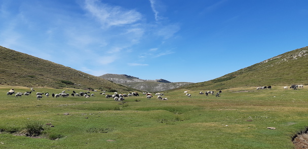 Pastoralisme sur le plateau du Cuscionu. Photo CNI.