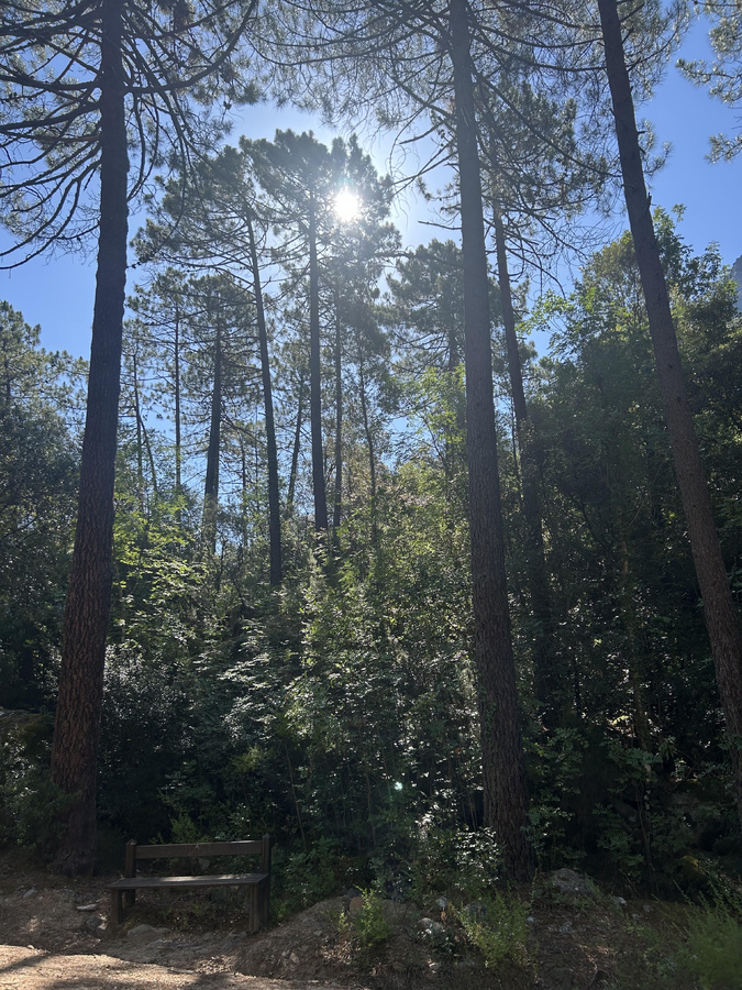 Dans la forêt de Bonifatu (Mylène Sabiani)