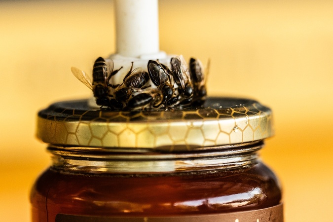 À Ocana, les abeilles au rythme d’une nature bouleversée