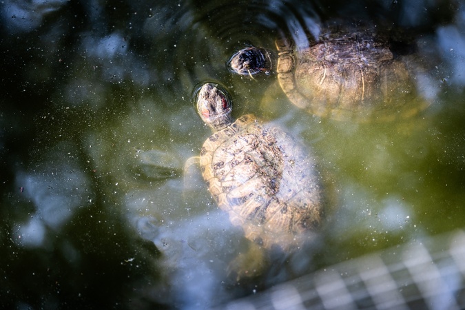 À A Cupulatta, 3 000 tortues face aux défis d’un monde qui change