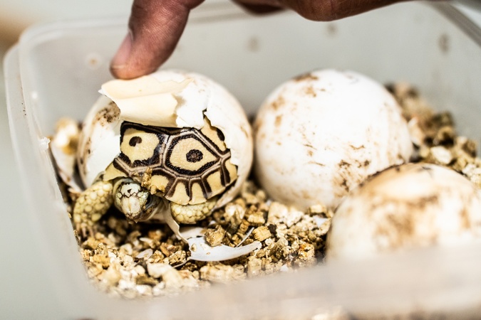 À A Cupulatta, 3 000 tortues face aux défis d’un monde qui change