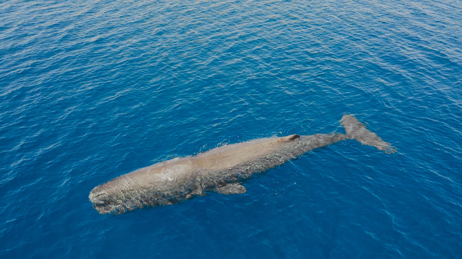 Au large de la Corse, un été record en termes d'observation révèle les trésors de biodiversité de la Méditerranée