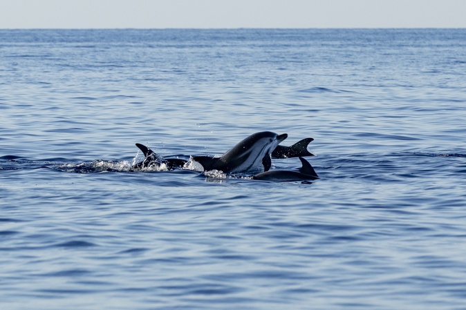 Au large de la Corse, un été record en termes d'observation révèle les trésors de biodiversité de la Méditerranée Au large de la Corse, un été record en termes d'observation révèle les trésors de biodiversité de la Méditerranée