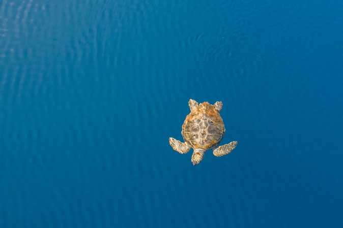 Au large de la Corse, un été record en termes d'observation révèle les trésors de biodiversité de la Méditerranée