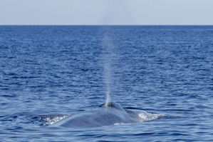 Au large de la Corse, un été record en termes d'observation révèle les trésors de biodiversité de la Méditerranée