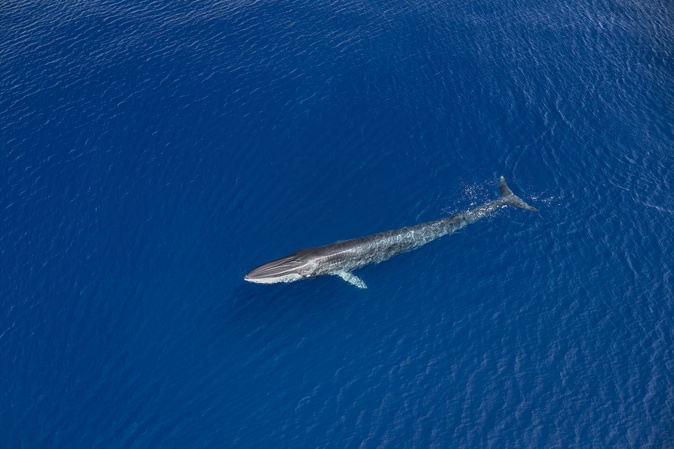 Au large de la Corse, un été record en termes d'observation révèle les trésors de biodiversité de la Méditerranée Au large de la Corse, un été record en termes d'observation révèle les trésors de biodiversité de la Méditerranée