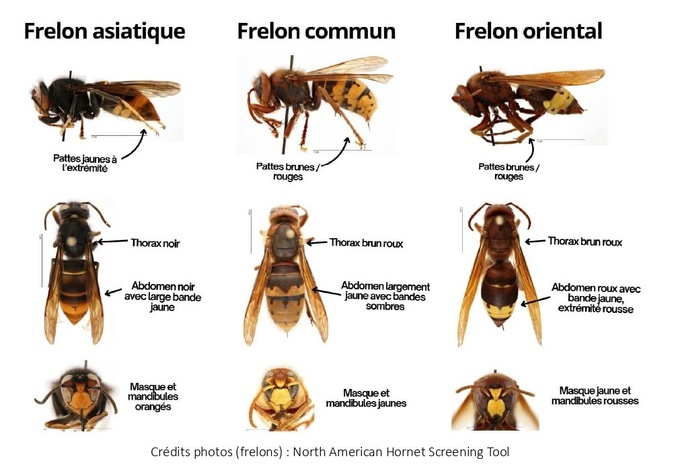 Deux nouveaux nids de frelons asiatiques découverts et détruits à Porto-Vecchio Deux nouveaux nids de frelons asiatiques découverts et détruits à Porto-Vecchio