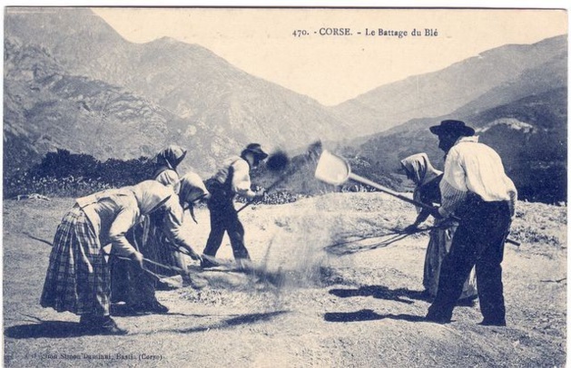 Ancienne représentation du battage du blé en Corse