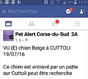 Un chien pris au piège à Cuttoli Un chien pris au piège à Cuttoli