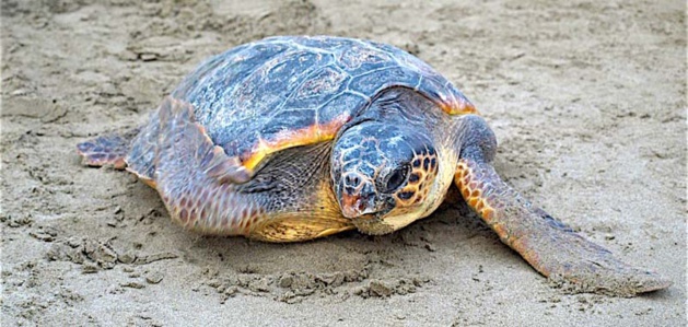 Biguglia : Bientôt un centre d’accueil pour tortues marines à Stella Mare
