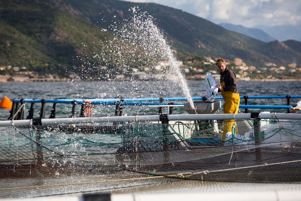 Gloria Maris, entreprise corse, leader de l'aquaculture en France.