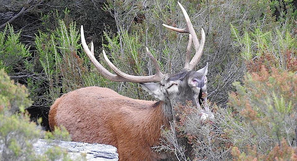 Le brame du cerf a de nouveau résonné dans les vallées de Corse