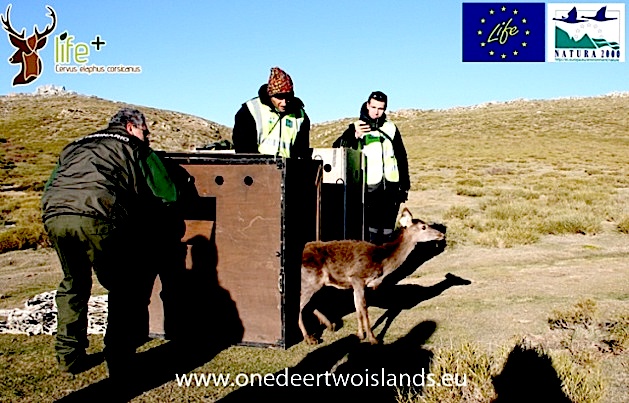 "Un cerf pour deux îles" : Un troisième lâcher en Alta Rocca