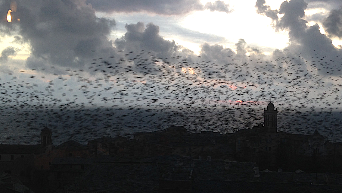 Bastia  : Nuées d'étourneaux sur la ville...