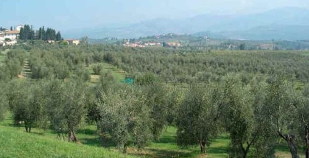 L'Espagne contaminée, à son tour, par la Xylella : L'entrée des végétaux inquiète les oléiculteurs corses