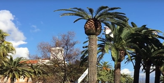 Lutte contre le charançon rouge  des palmiers : Le marché central d'Ajaccio fermé lundi et mardi
