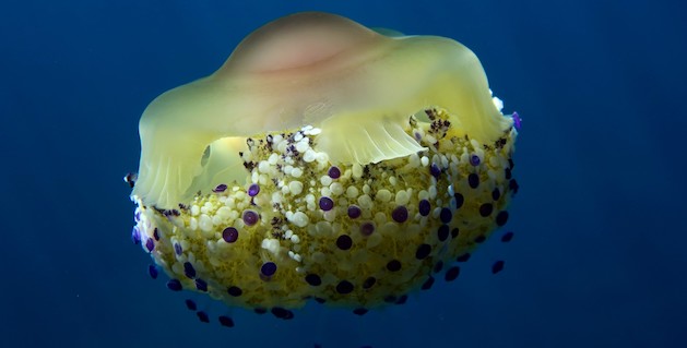 Bastia : A la rencontre de la méduse "œuf au plat"